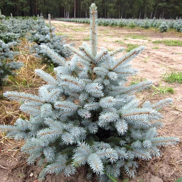 Ель колючая 'Беби Блю Ай'